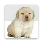 Logo of Stickers Perrito Triste android Application 